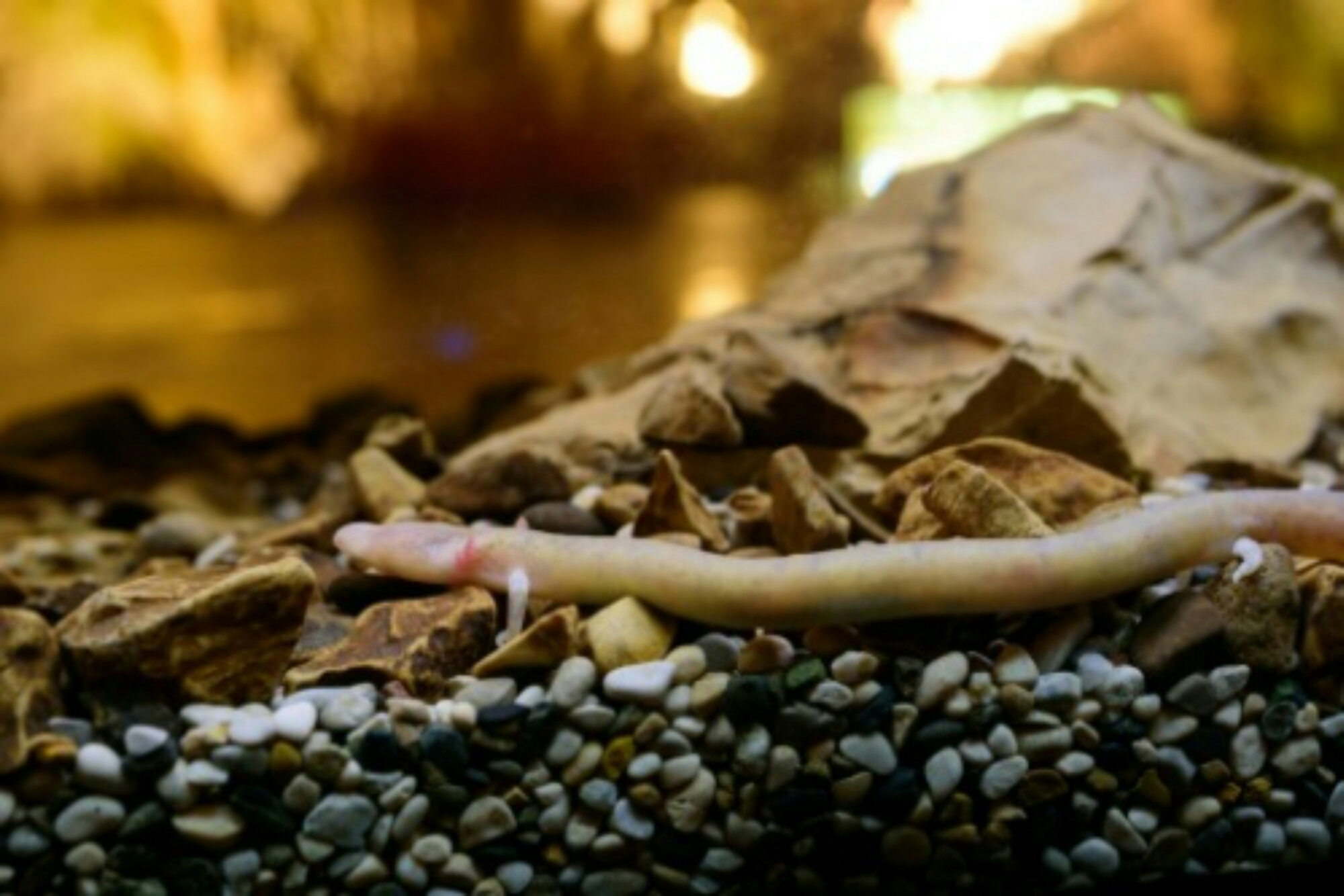 wp-1464971733528 image